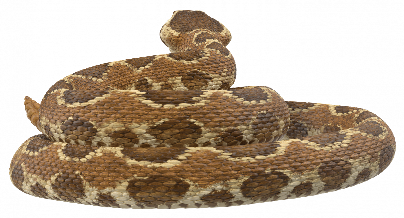 Light Rattlesnake 3D