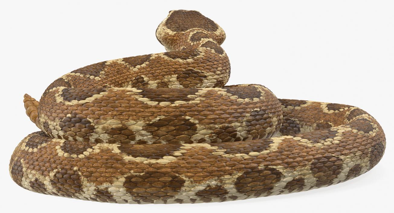 Light Rattlesnake 3D