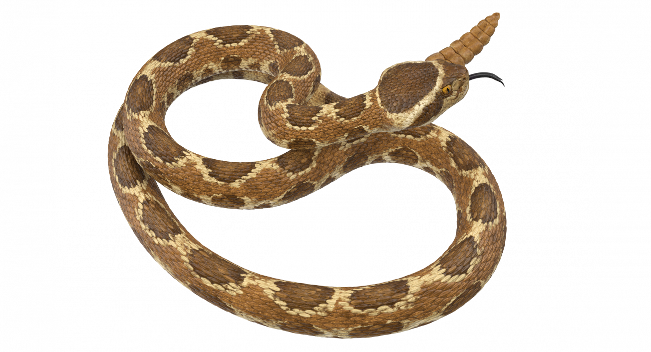 Light Rattlesnake 3D