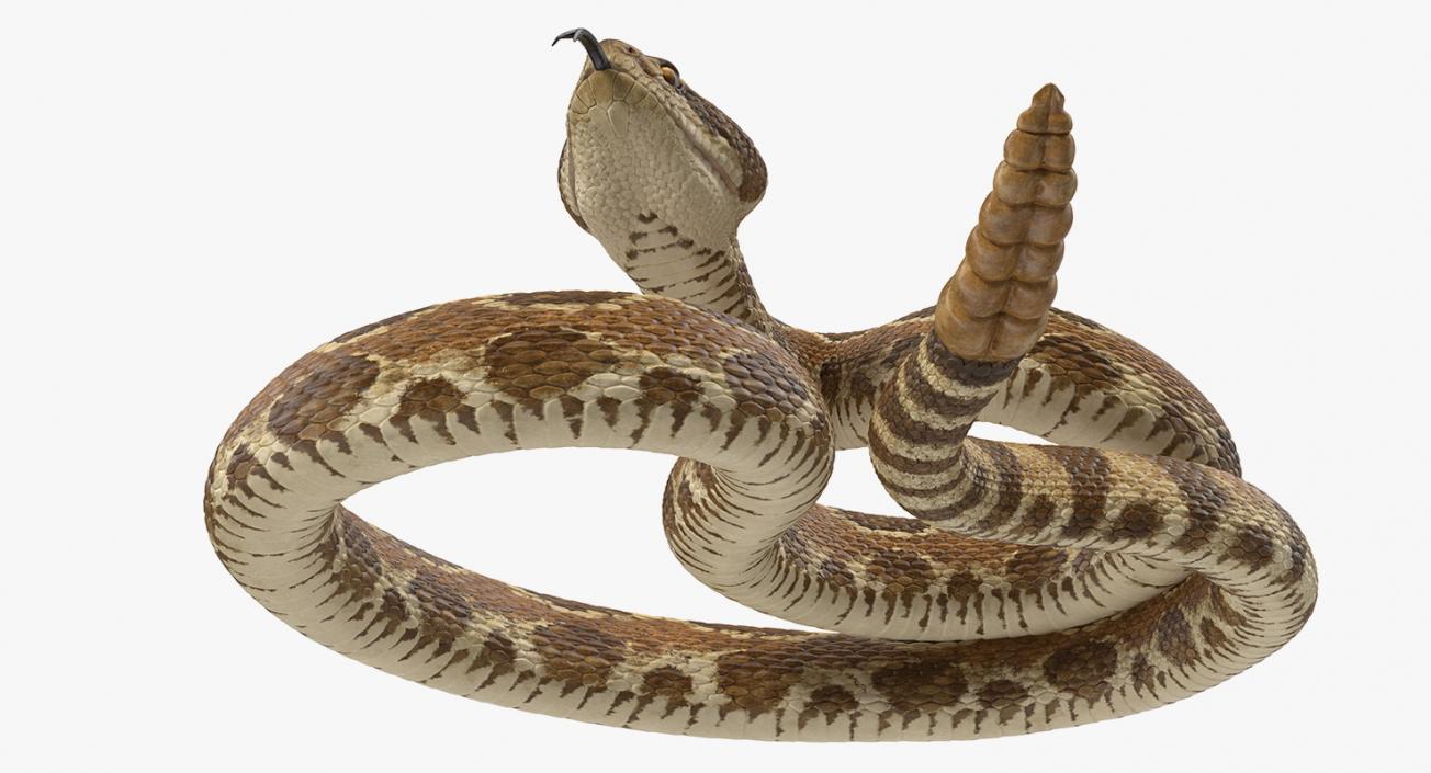 Light Rattlesnake 3D