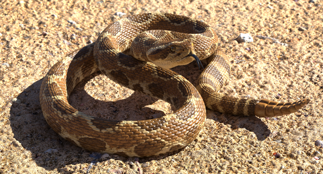 Light Rattlesnake 3D