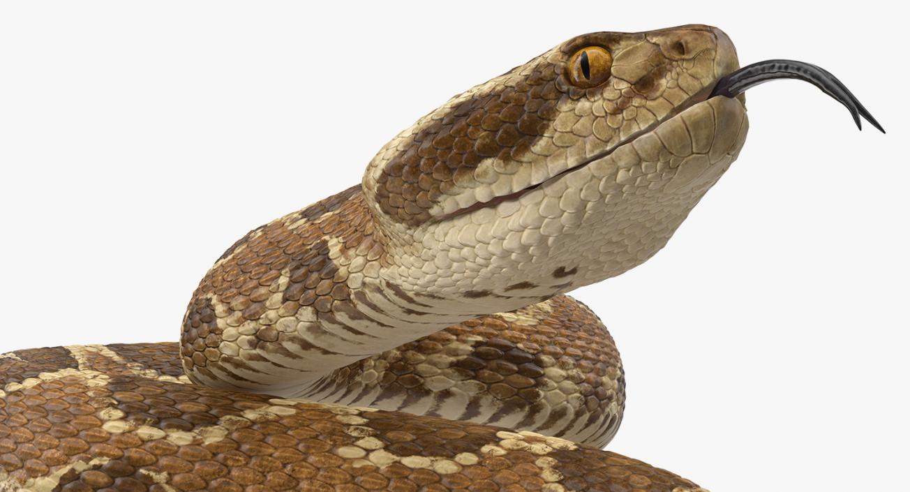 Light Rattlesnake 3D