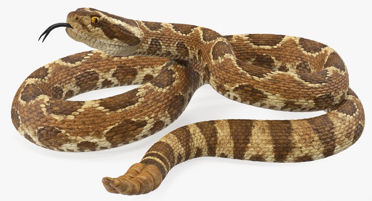 Light Rattlesnake 3D