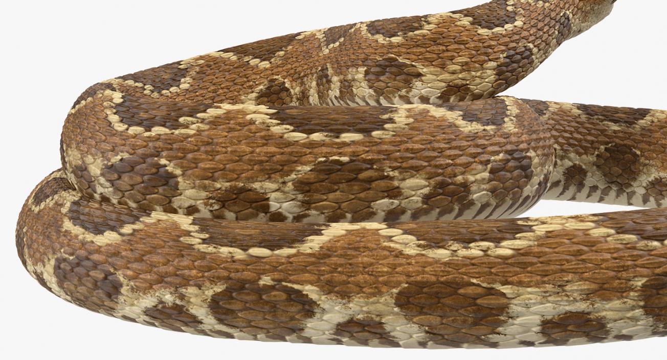 Light Rattlesnake 3D