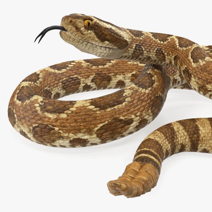 Light Rattlesnake 3D