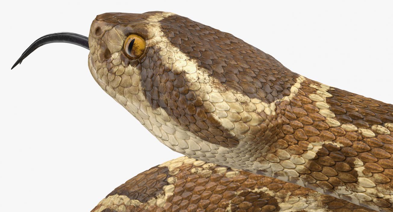 Light Rattlesnake 3D