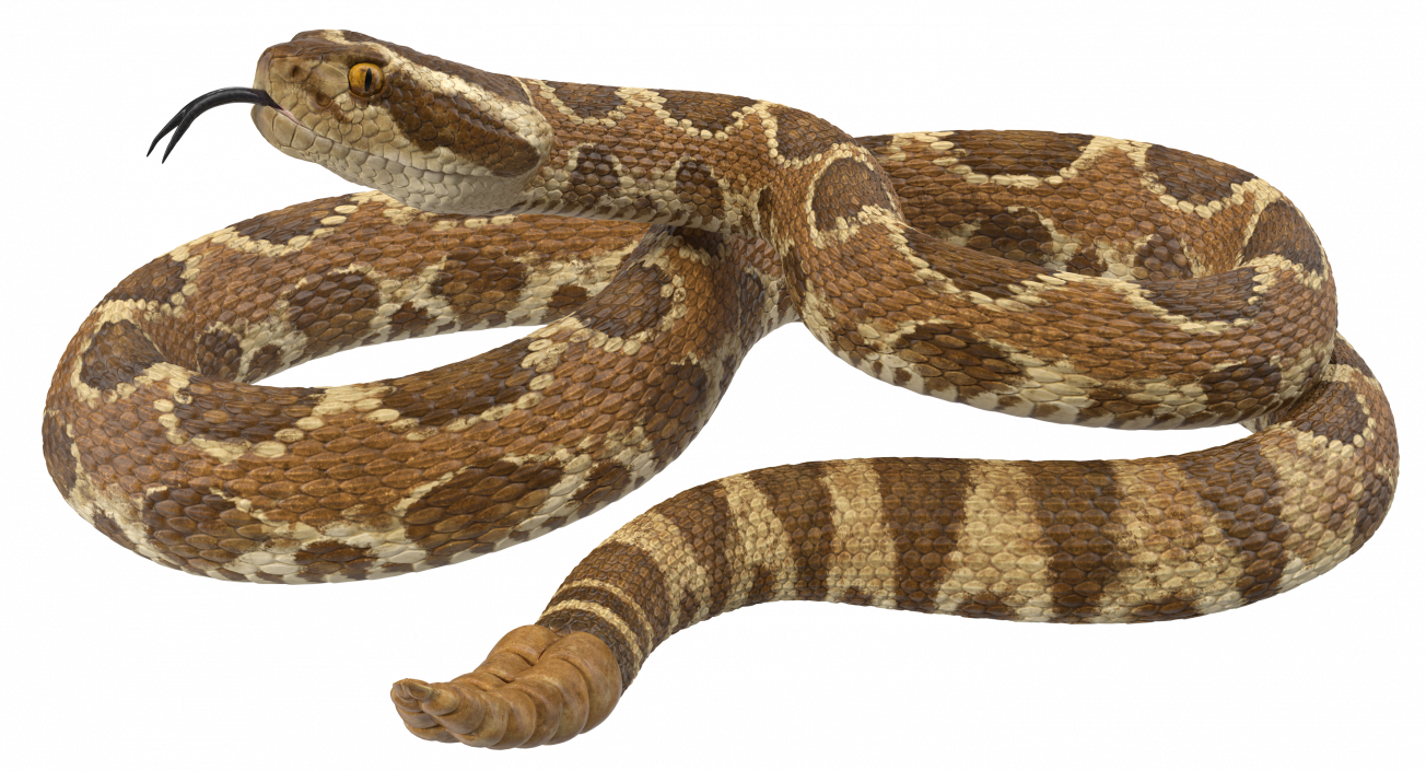 Light Rattlesnake 3D