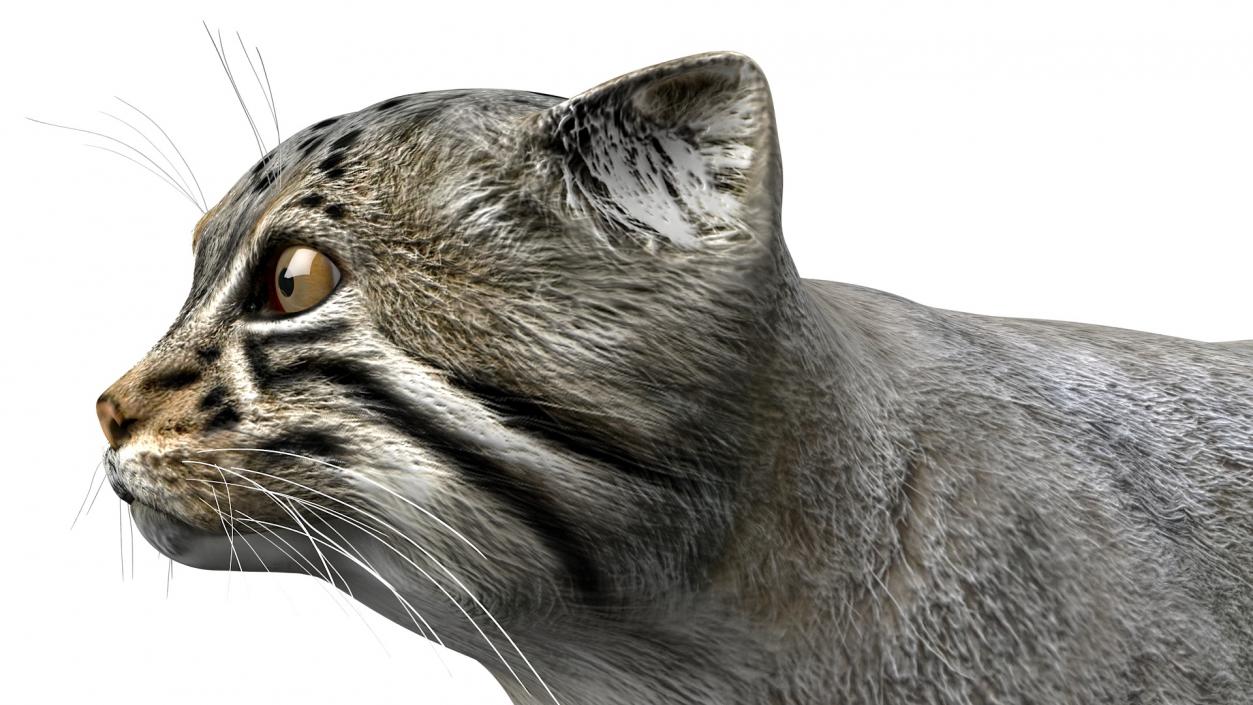 Pallas Cat Rigged 3D