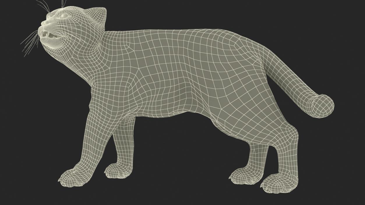 Pallas Cat Rigged 3D