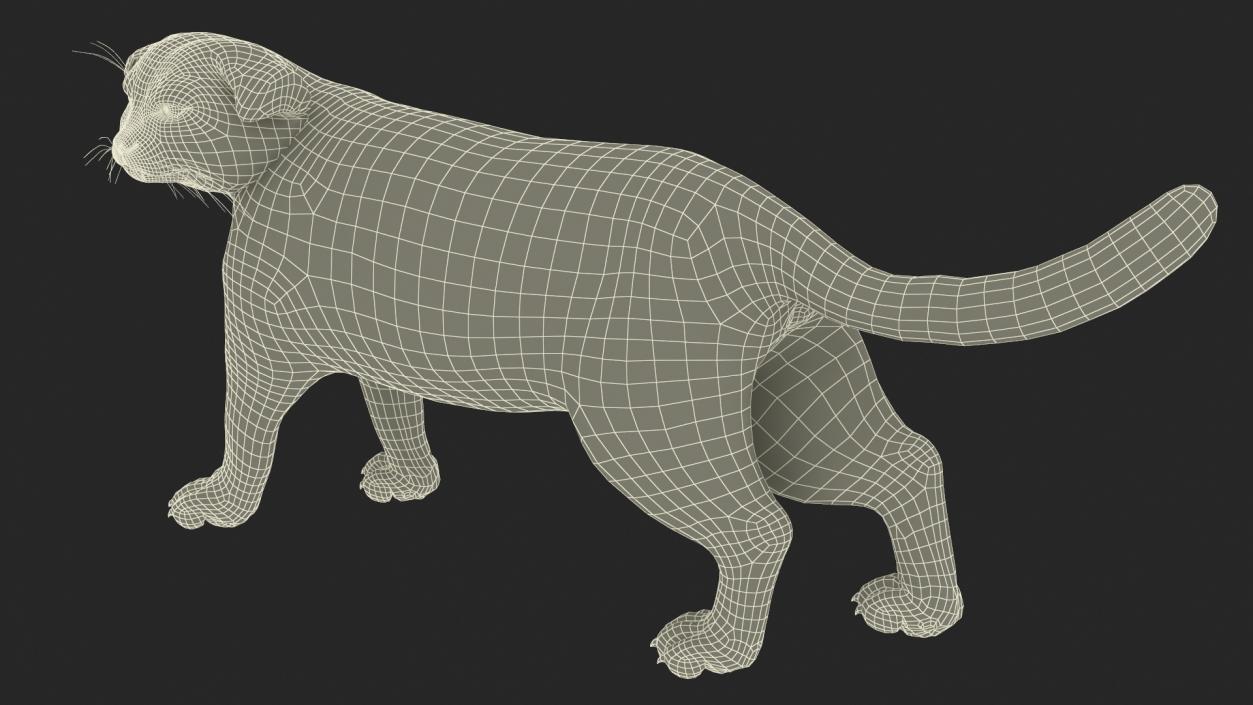 Pallas Cat Rigged 3D