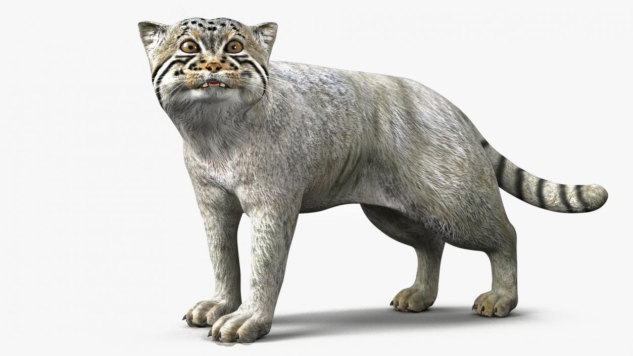 Pallas Cat Rigged 3D