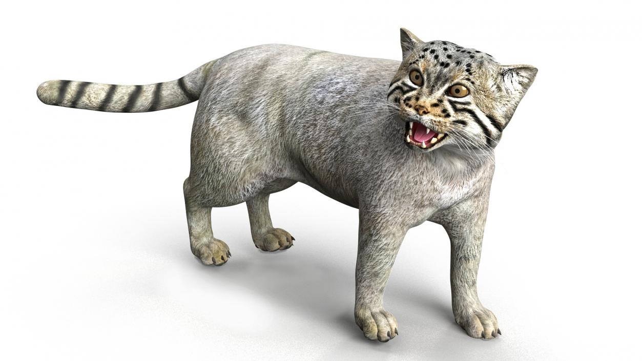 Pallas Cat Rigged 3D