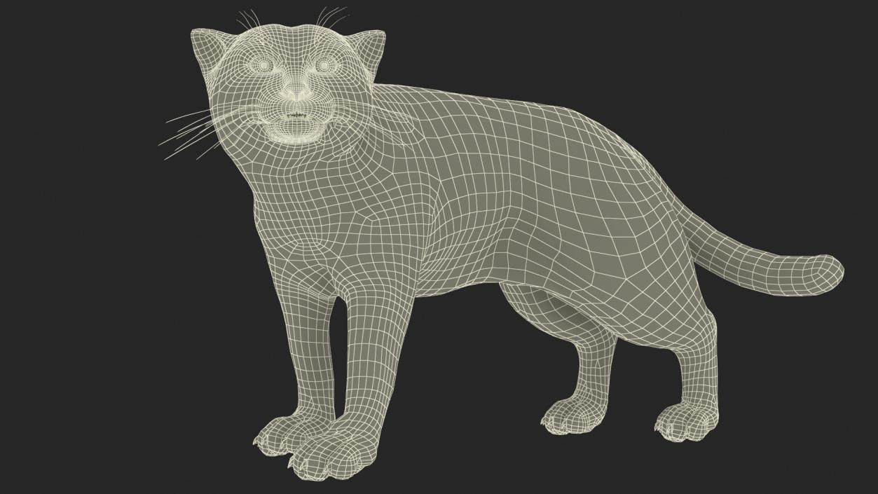 Pallas Cat Rigged 3D