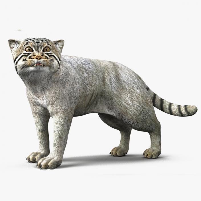 Pallas Cat Rigged 3D