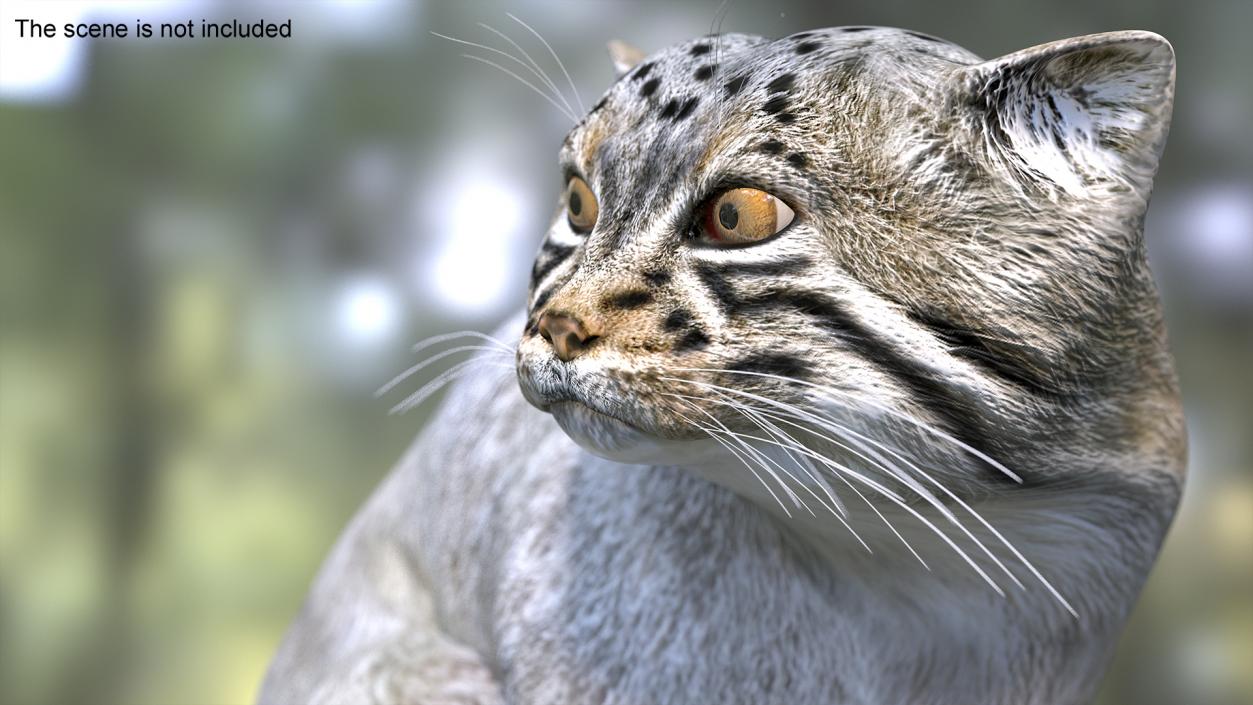 Pallas Cat Rigged 3D