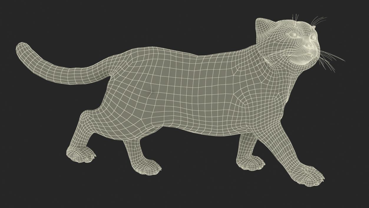 Pallas Cat Rigged 3D