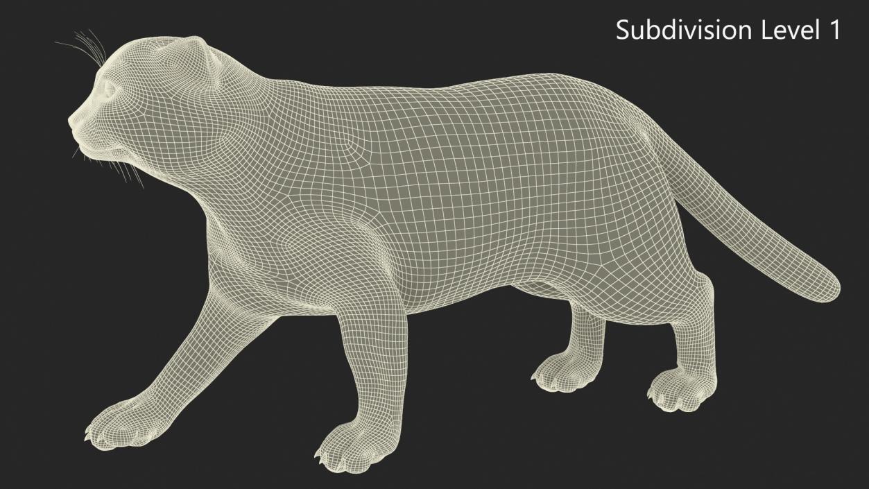 Pallas Cat Rigged 3D