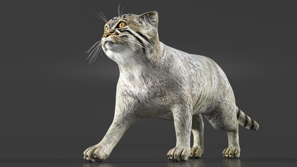 Pallas Cat Rigged 3D