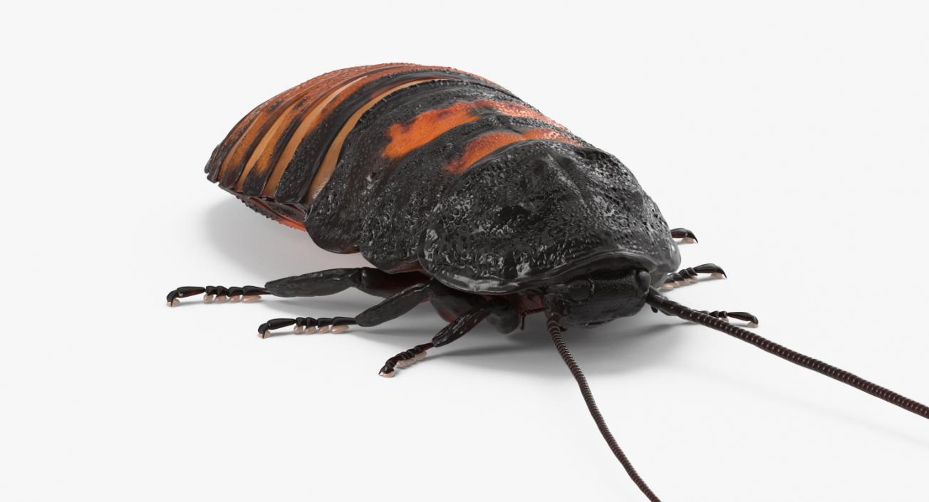 3D model Madagascar Cockroach