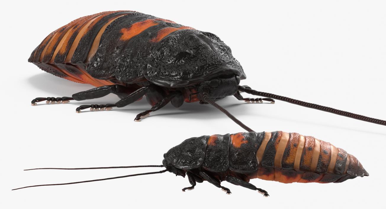 3D model Madagascar Cockroach