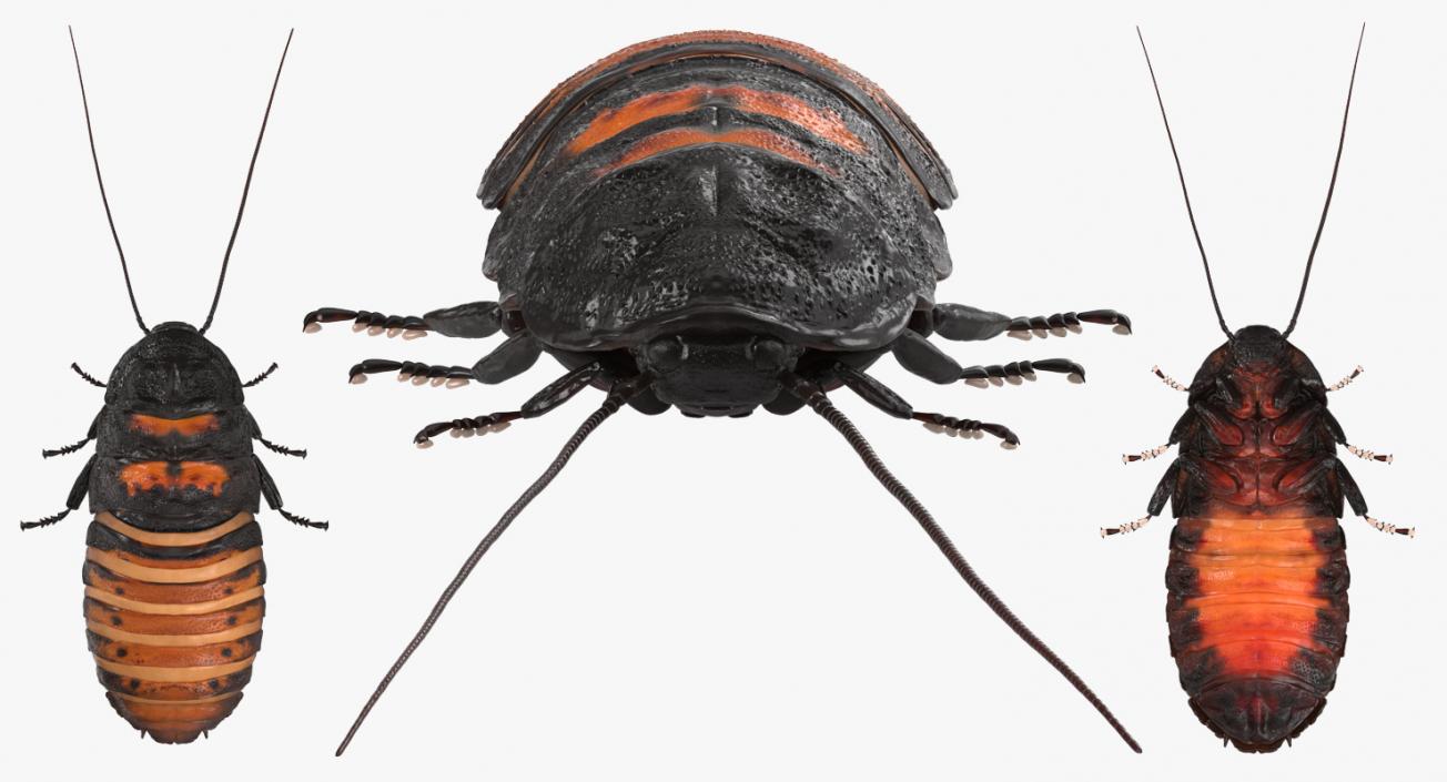 3D model Madagascar Cockroach