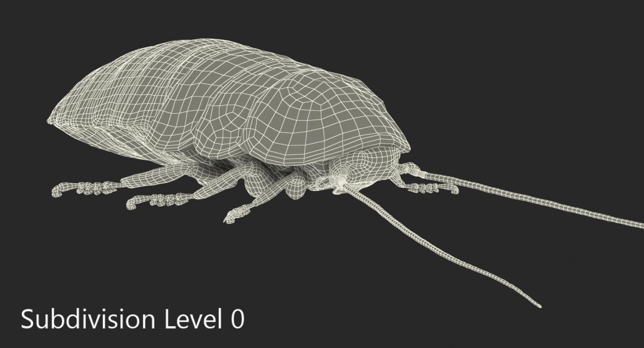 3D model Madagascar Cockroach