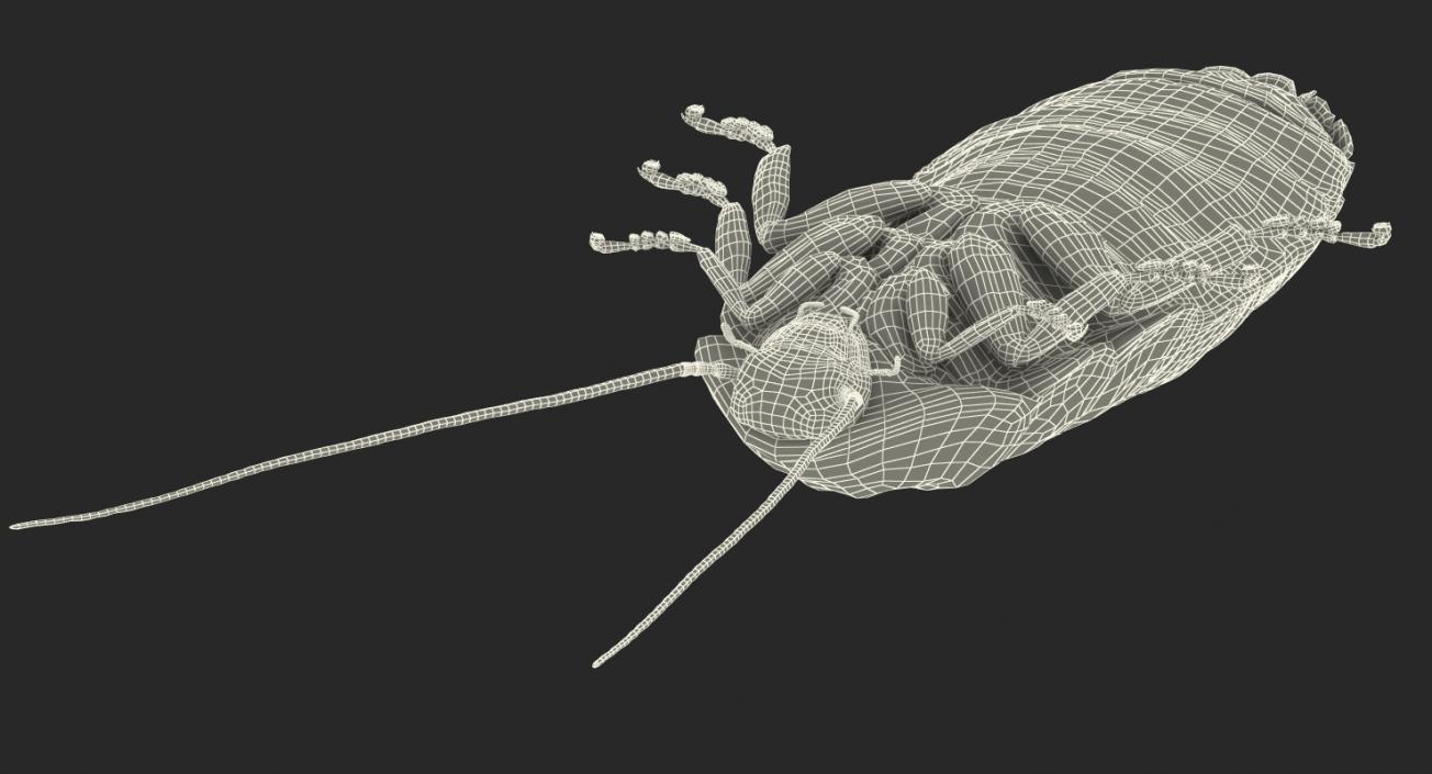 3D model Madagascar Cockroach