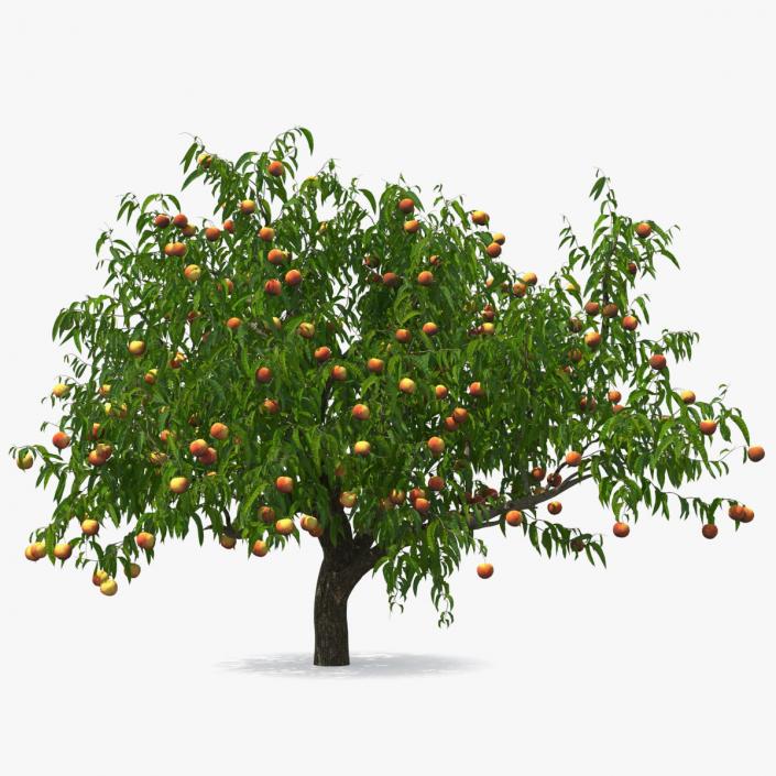 Peach Tree with Fruits 3D