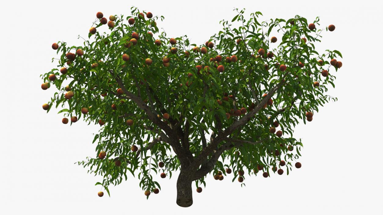 Peach Tree with Fruits 3D