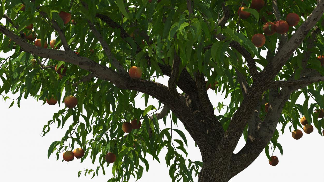 Peach Tree with Fruits 3D