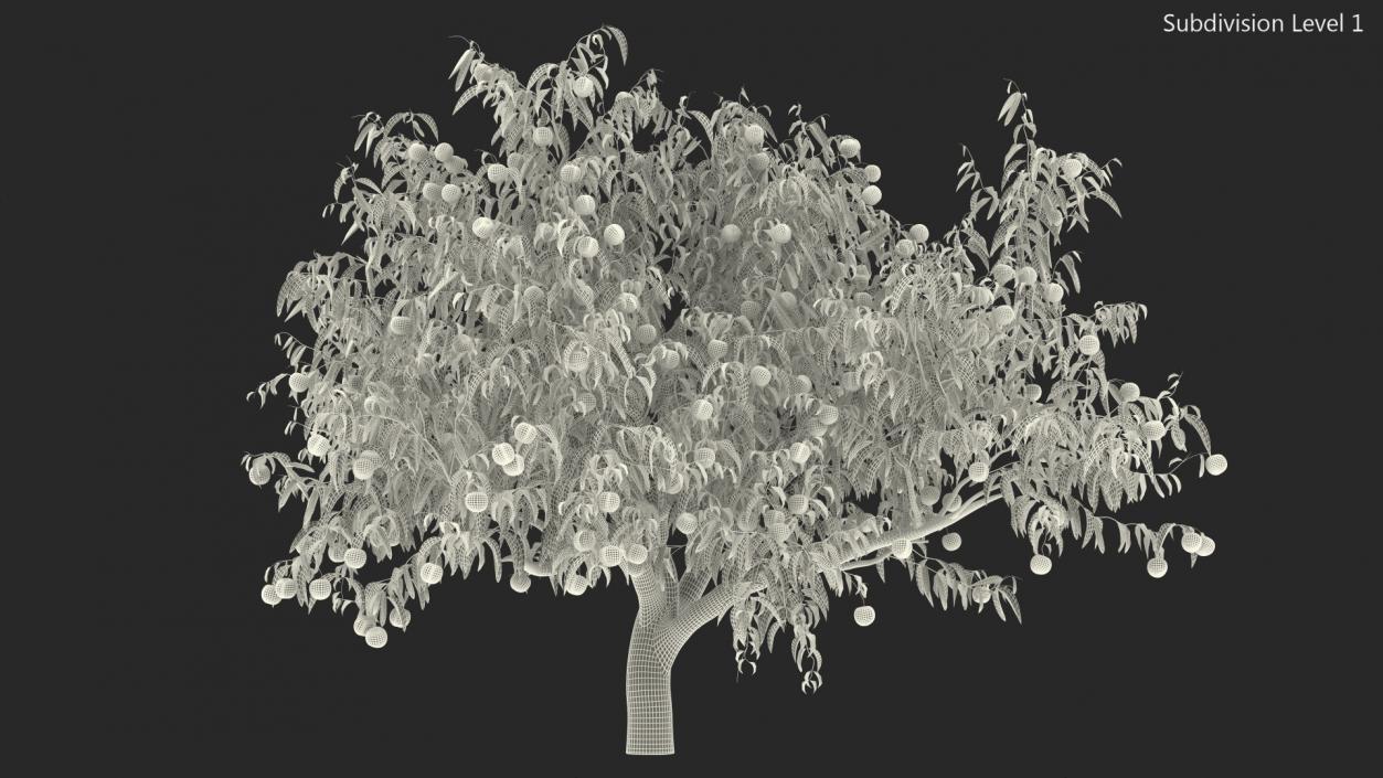 Peach Tree with Fruits 3D