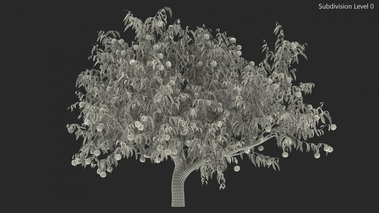 Peach Tree with Fruits 3D