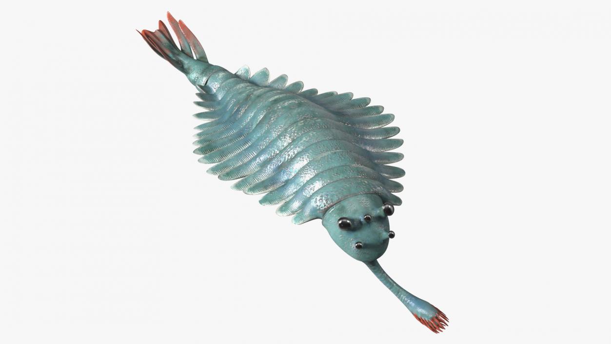 3D Green Opabinia Swimming model