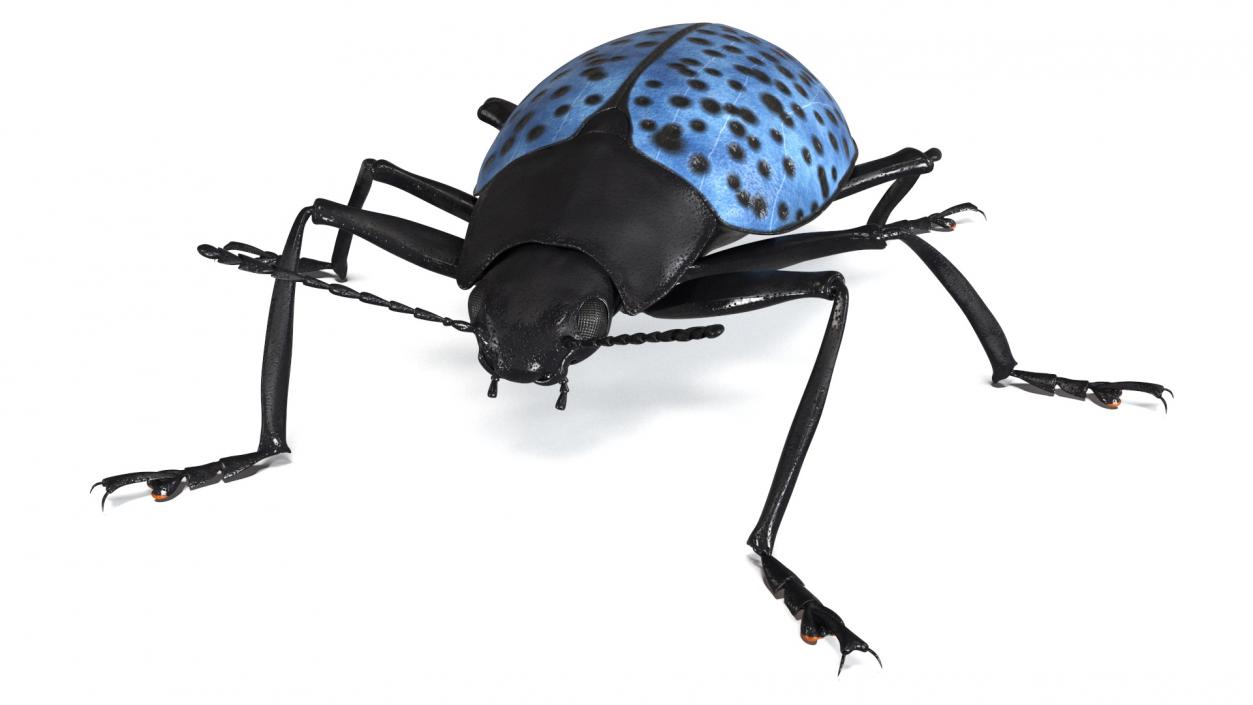 3D Blue Fungus Beetle model