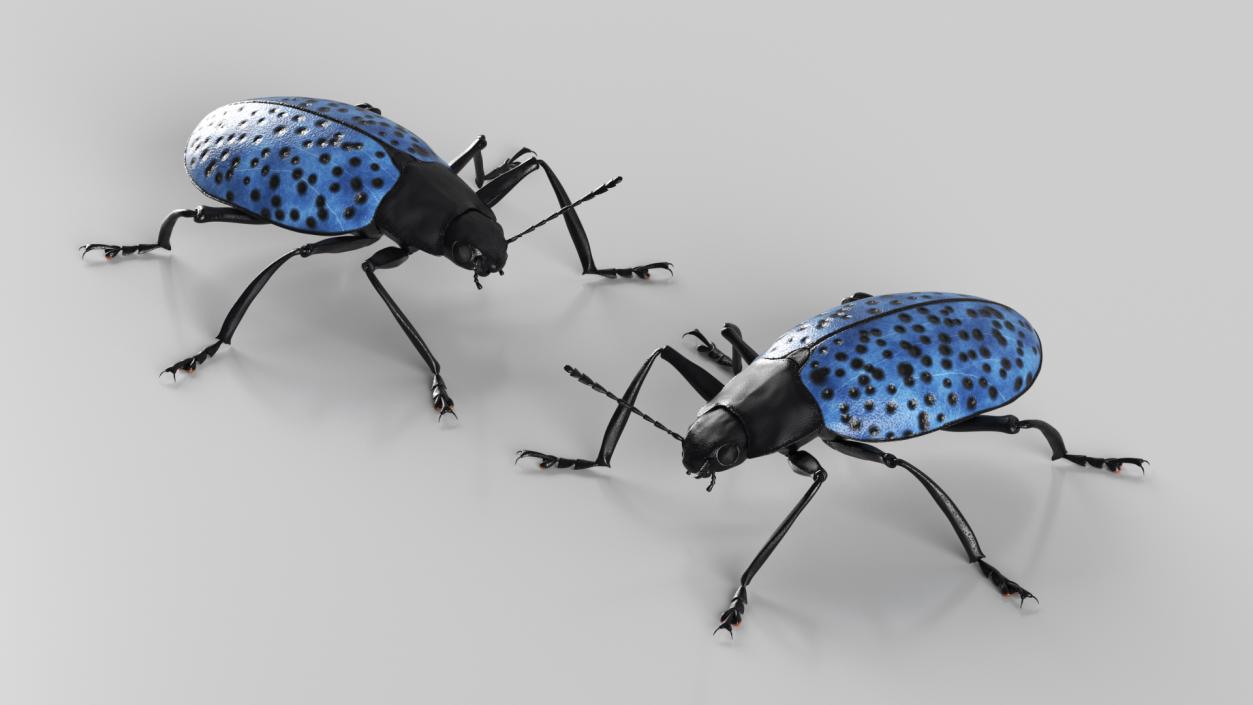 3D Blue Fungus Beetle model