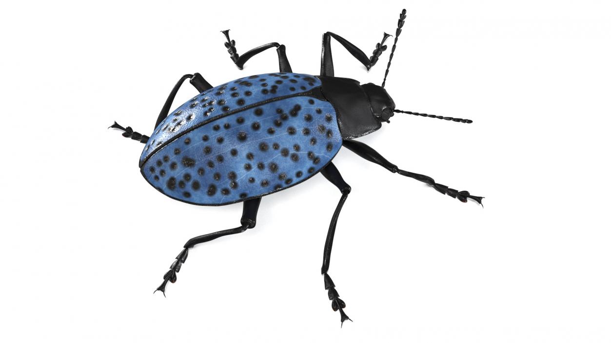 3D Blue Fungus Beetle model