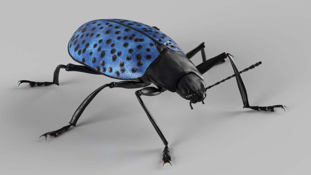 3D Blue Fungus Beetle model