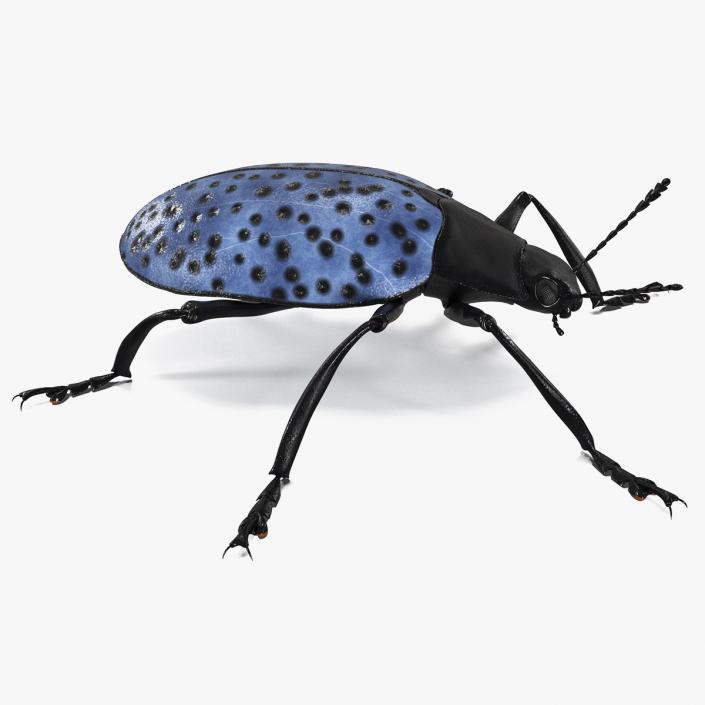 3D Blue Fungus Beetle model