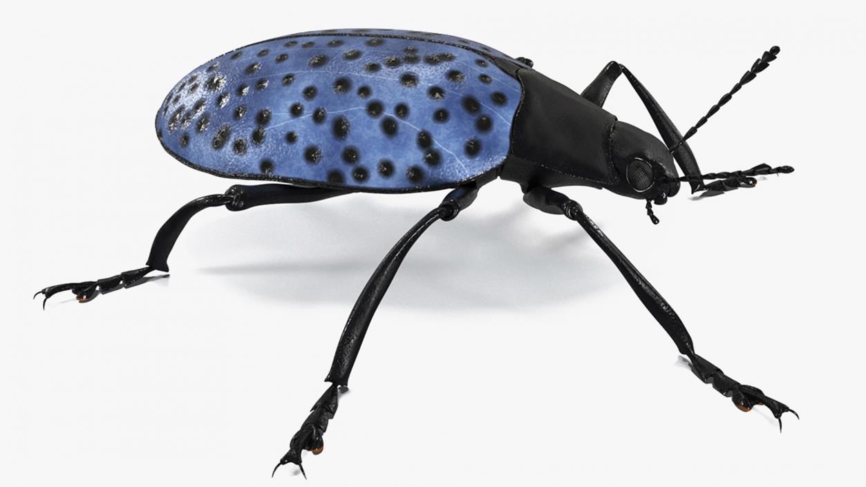 3D Blue Fungus Beetle model