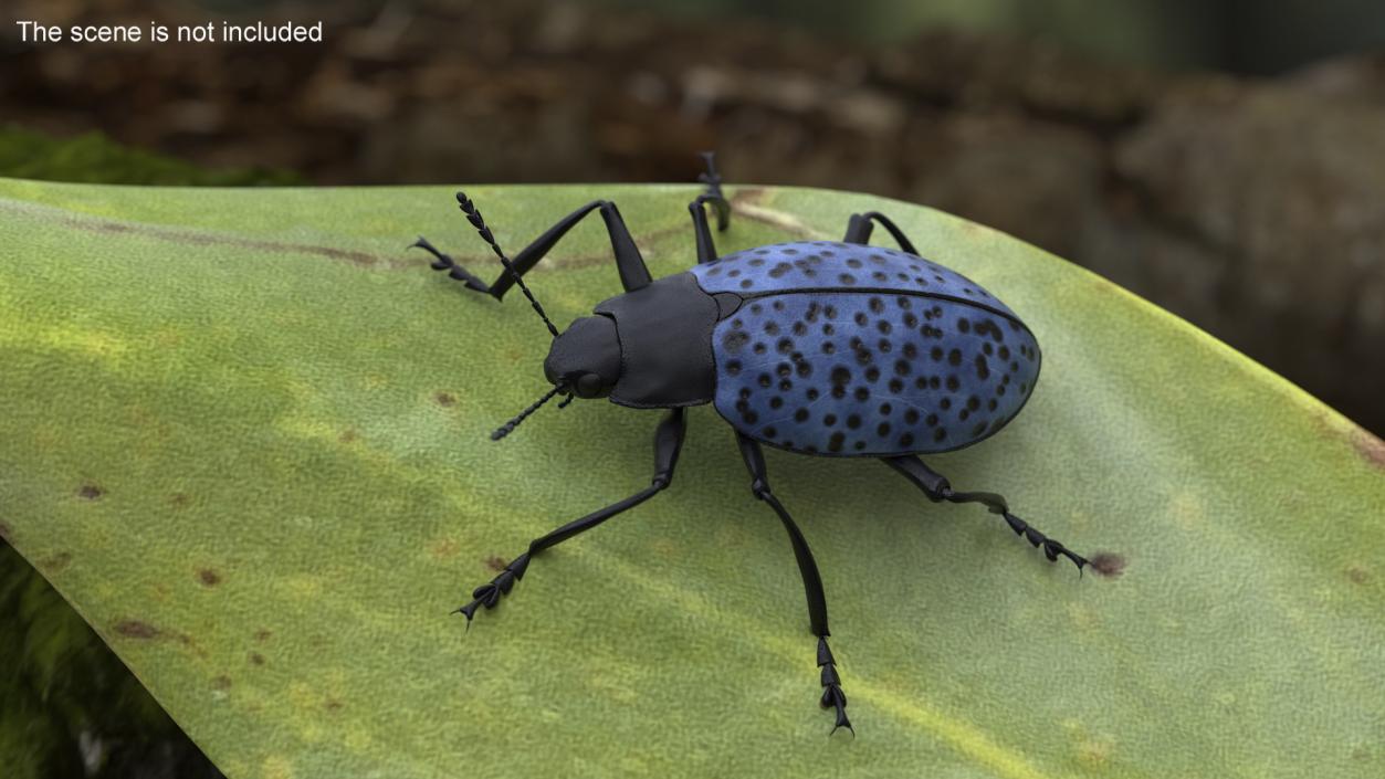 3D Blue Fungus Beetle model