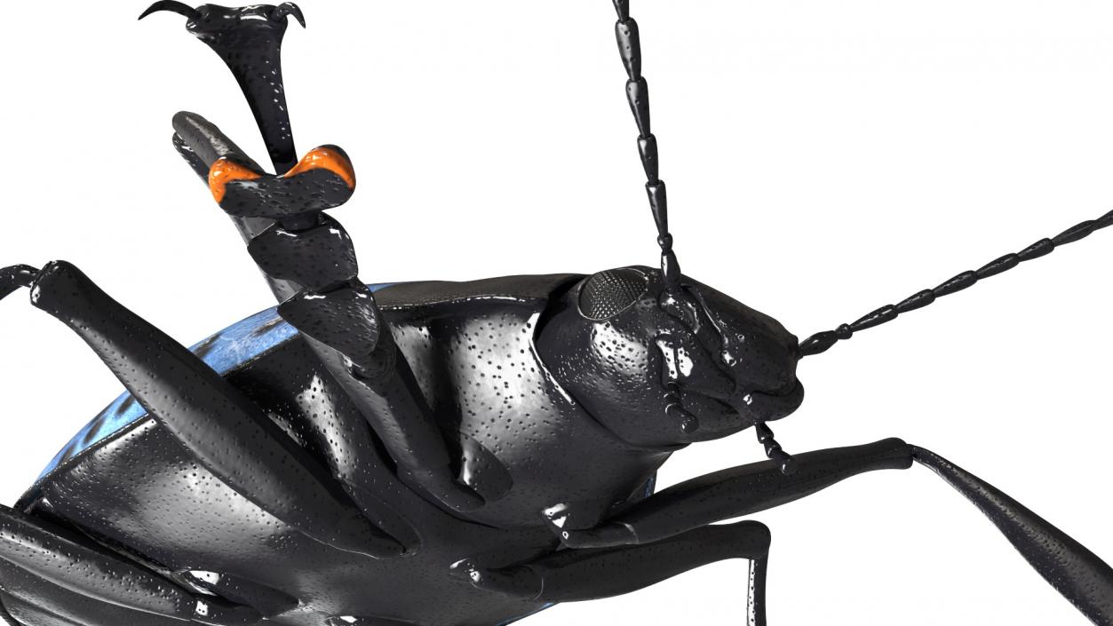 3D Blue Fungus Beetle model