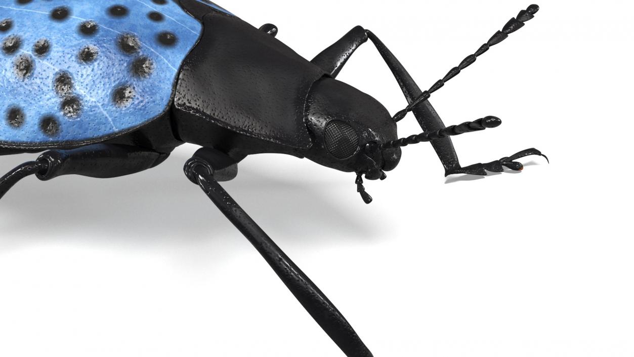 3D Blue Fungus Beetle model