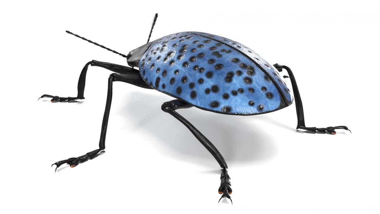 3D Blue Fungus Beetle model