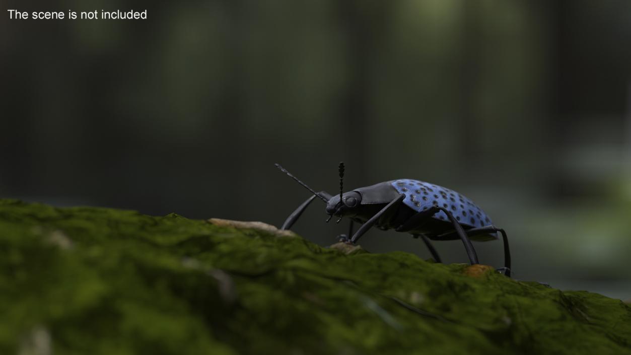 3D Blue Fungus Beetle model