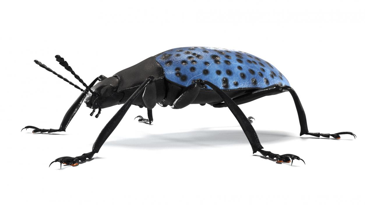 3D Blue Fungus Beetle model