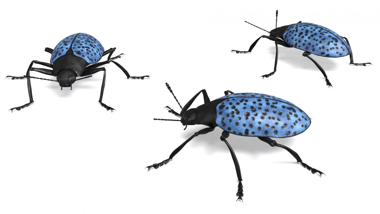 3D Blue Fungus Beetle model