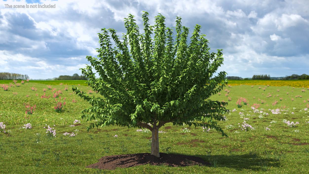 3D Fruitless Mulberry Tree model