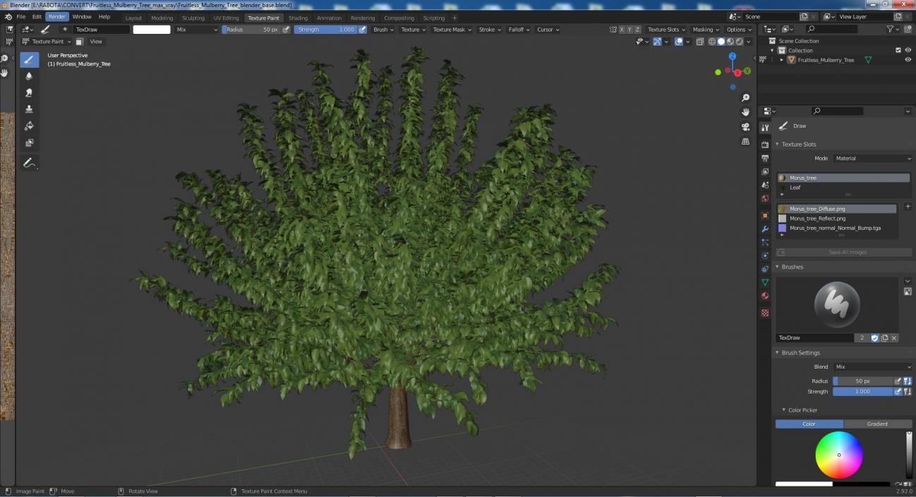 3D Fruitless Mulberry Tree model