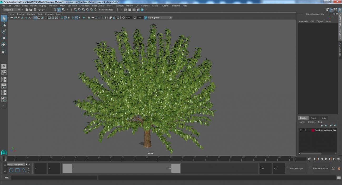 3D Fruitless Mulberry Tree model