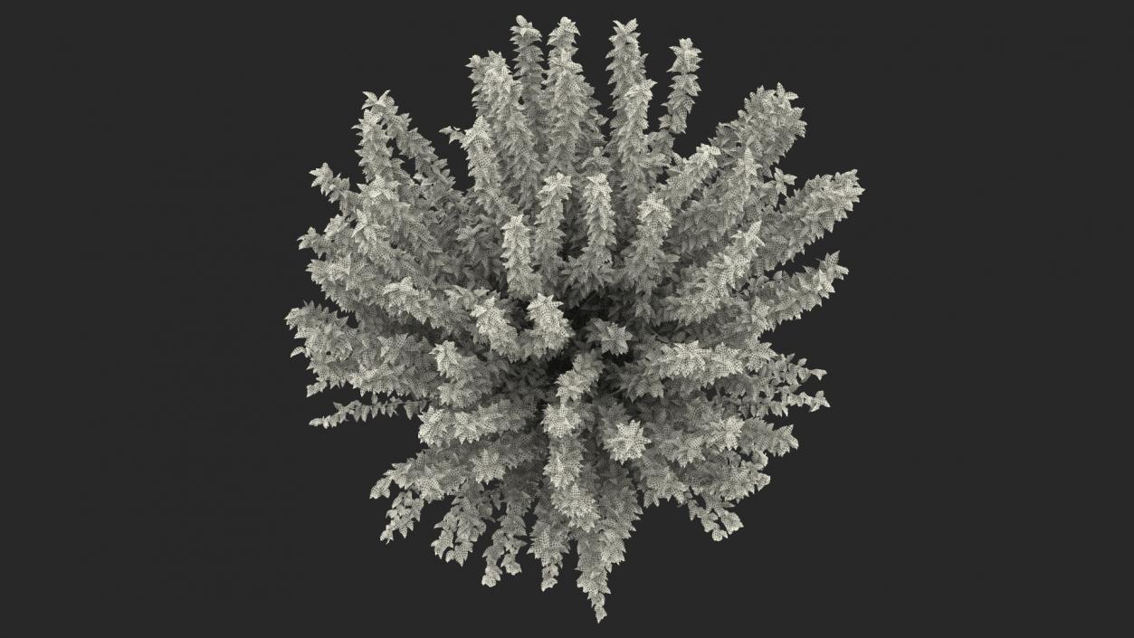 3D Fruitless Mulberry Tree model